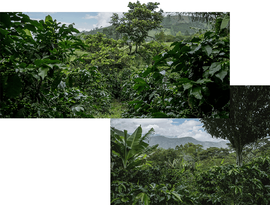 Coffee farm with shade trees and rich vegetation