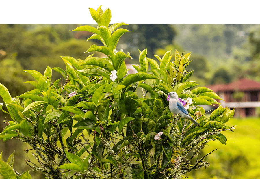 Bird on Colombian coffee farm