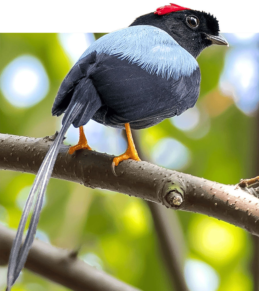 Photo of a bird: longe tailed Manakin